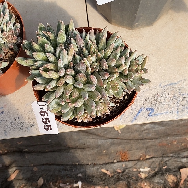 是***呀355炫彩星多肉植物