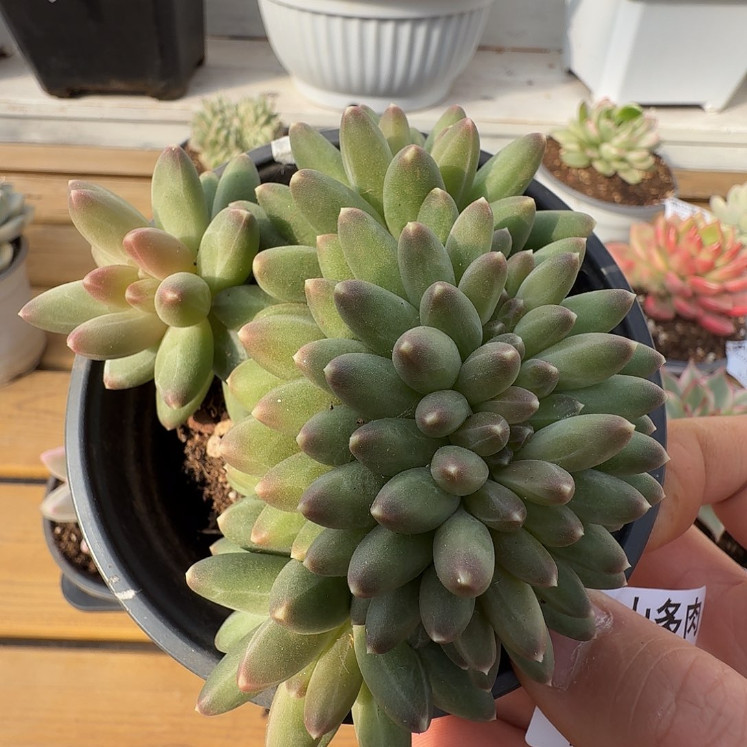 伊卡露诗缀111212-152