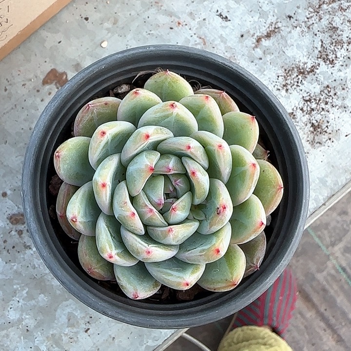 青蛙王子儿童牙膏111