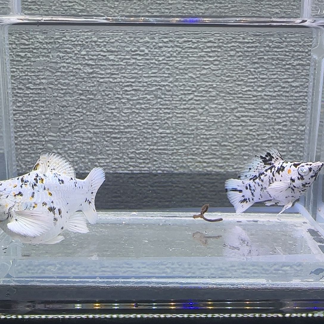 黑玛丽鱼三色奶牛钻眼