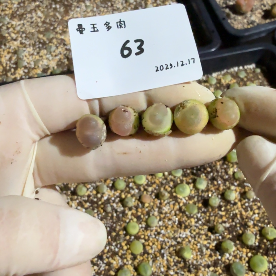 简***乐多肉多肉多肉12.17-063