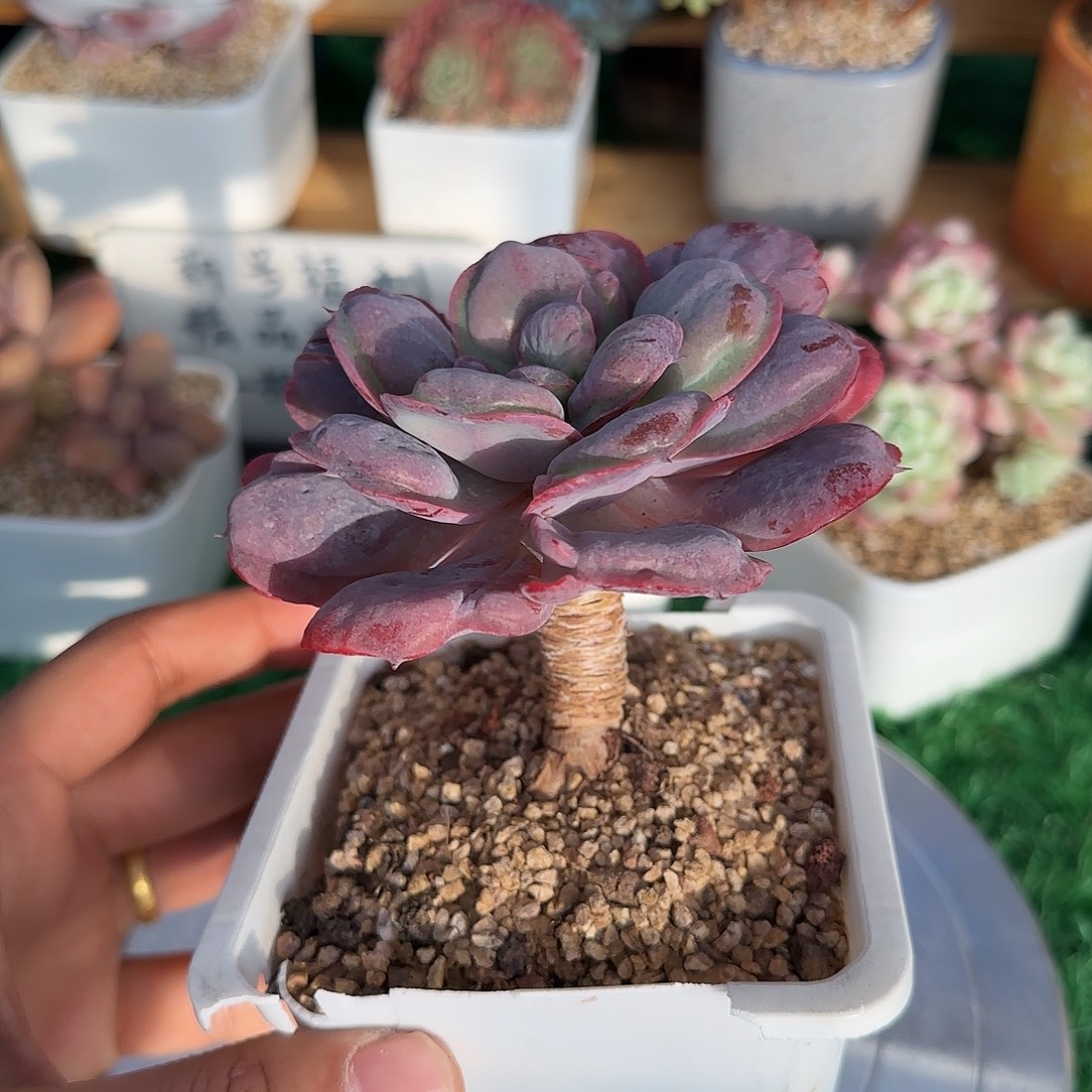 雨滴锦不带盆土发货