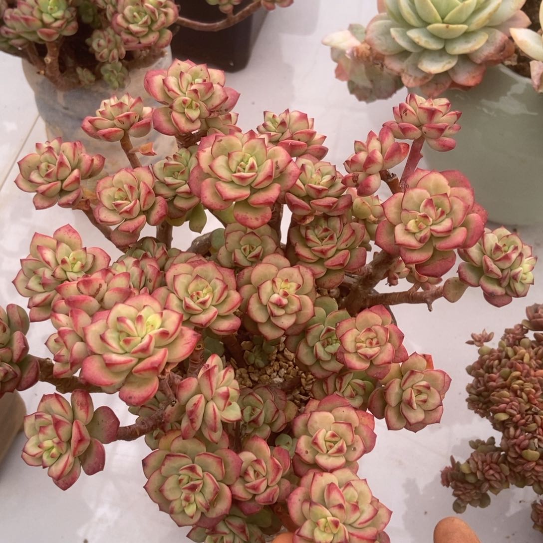 探戈多肉多肉多肉多