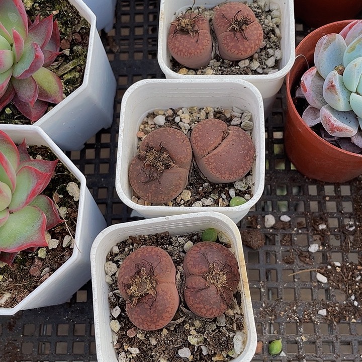 双头生石花带盆土发