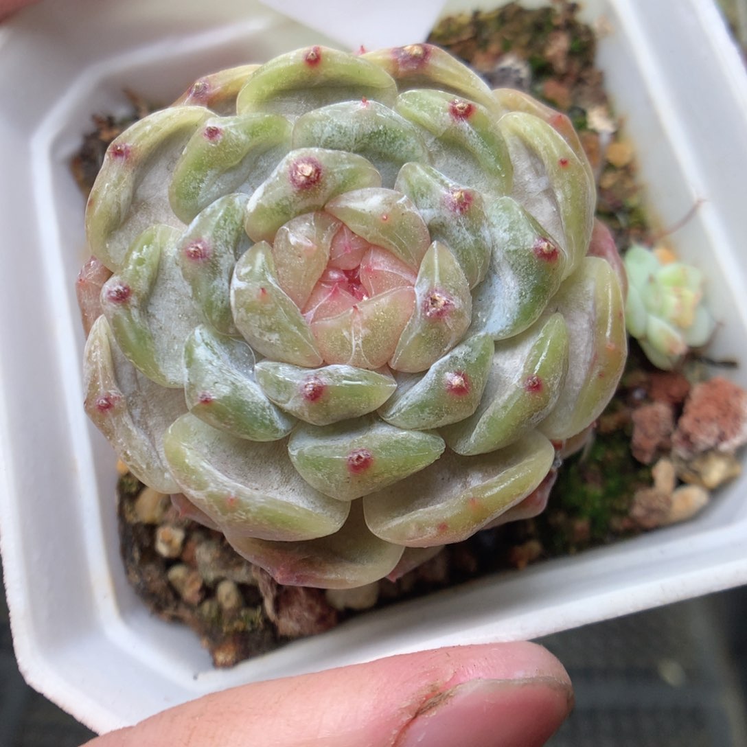 R161y y y y y y y y