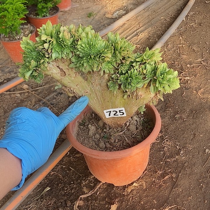 725翡翠琉璃老庄缀化小干伤