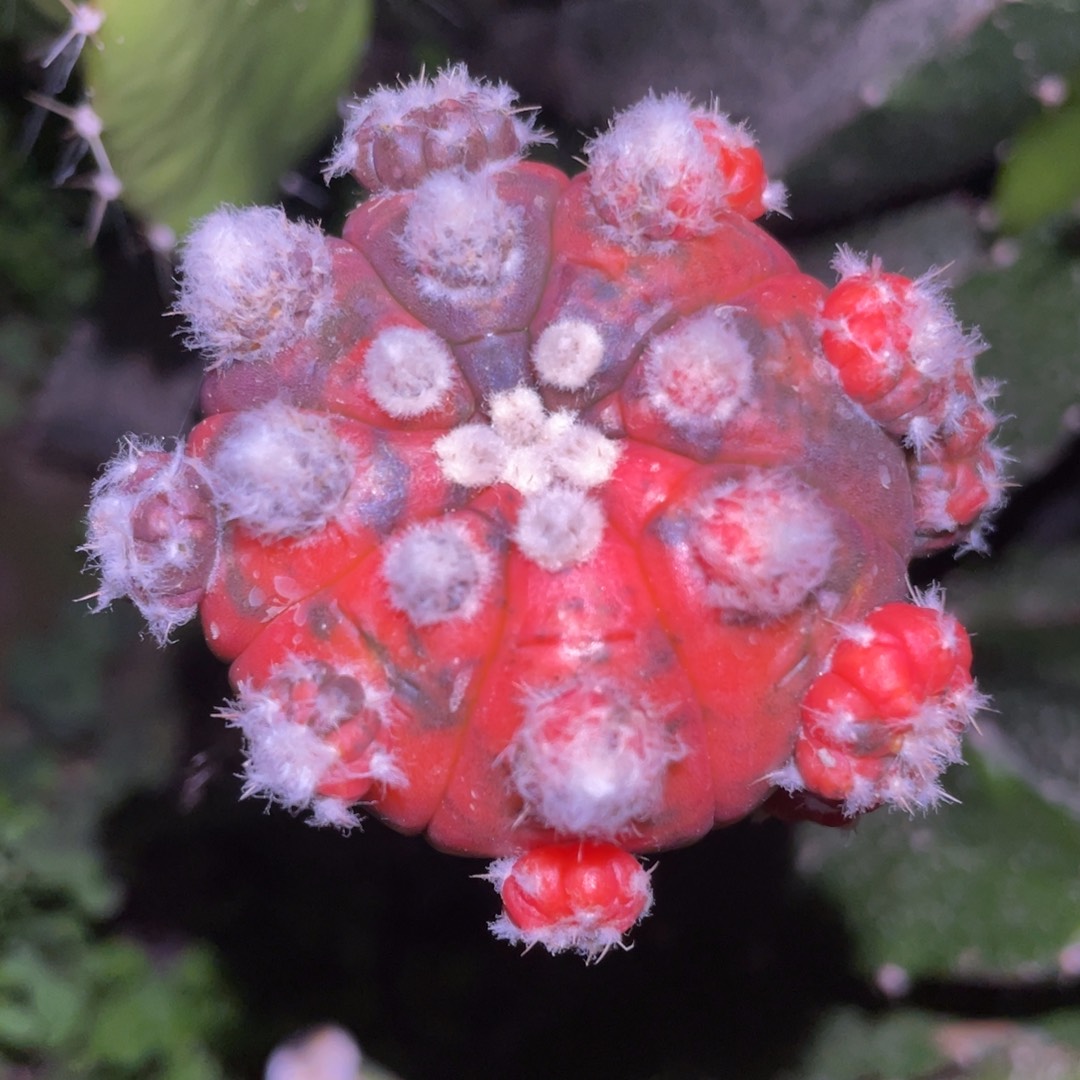 龟甲兜锦群体 仙人球