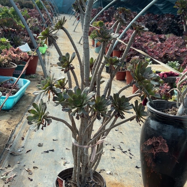 8灰法师有断枝多肉多肉