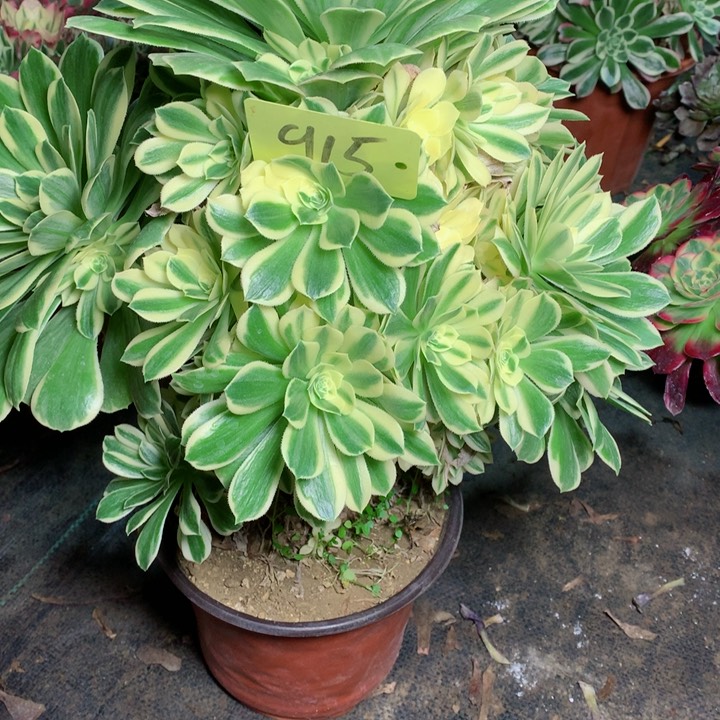 839燕凝多肉一物一拍