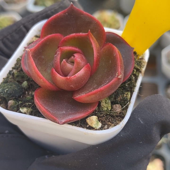 718红灯多肉植物保护