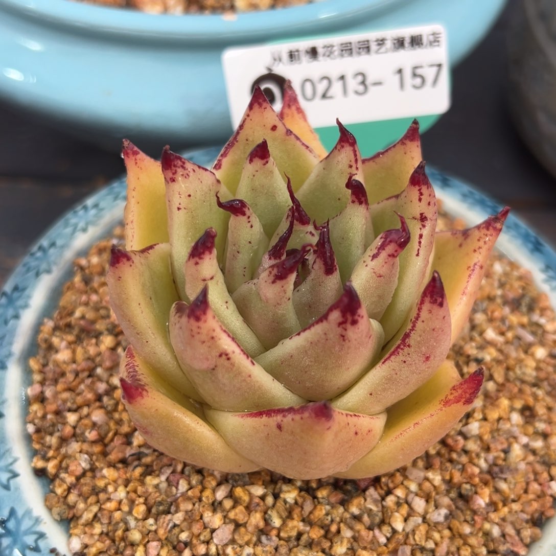 从前慢多肉精选编号0213.157