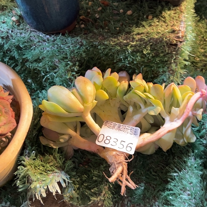 我***育幸运的是我还没遇到