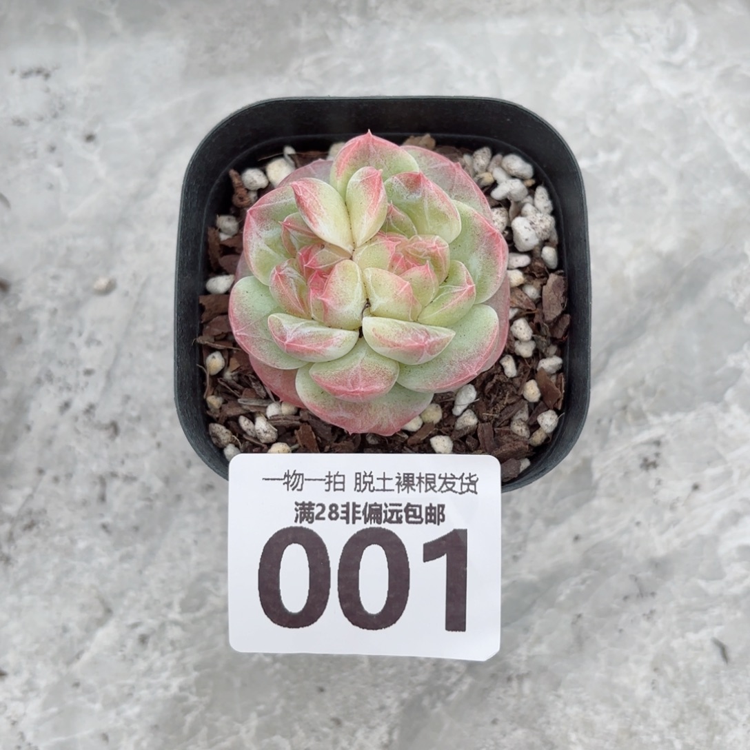 蜜桃柚无盆土发货