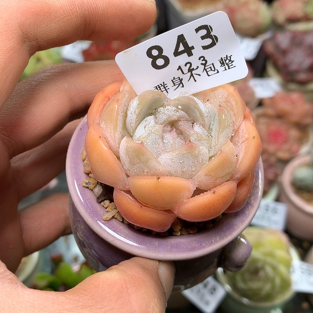 精控拇指盆12.3843
