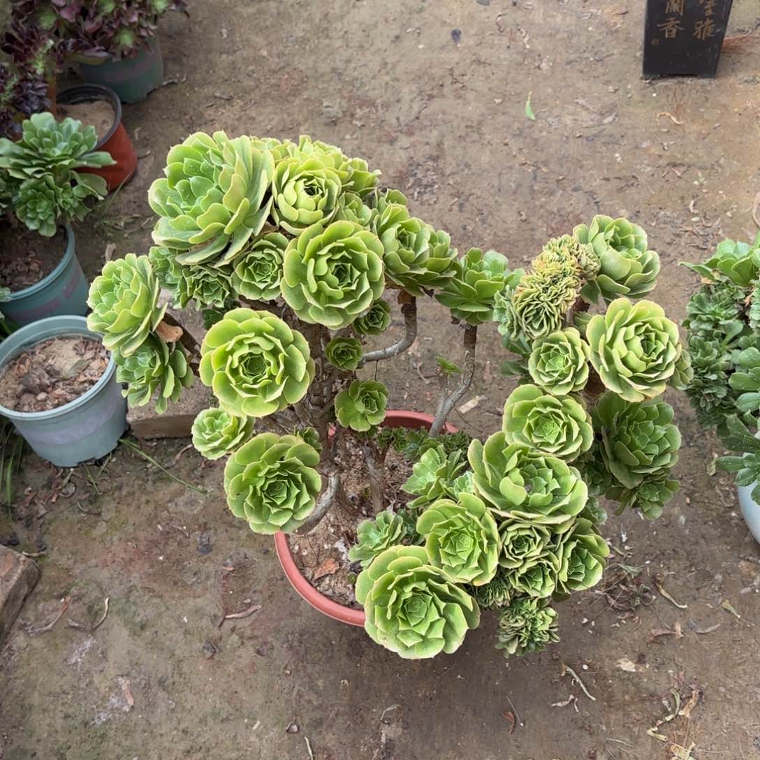 红陶h h h h h h h h h h v