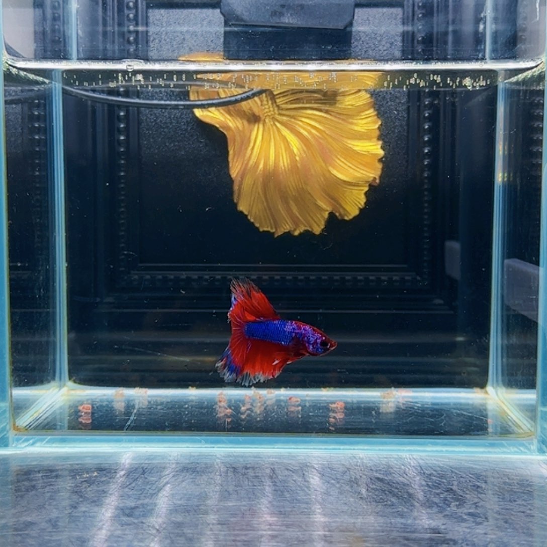 斗鱼活体观赏鱼好养耐活