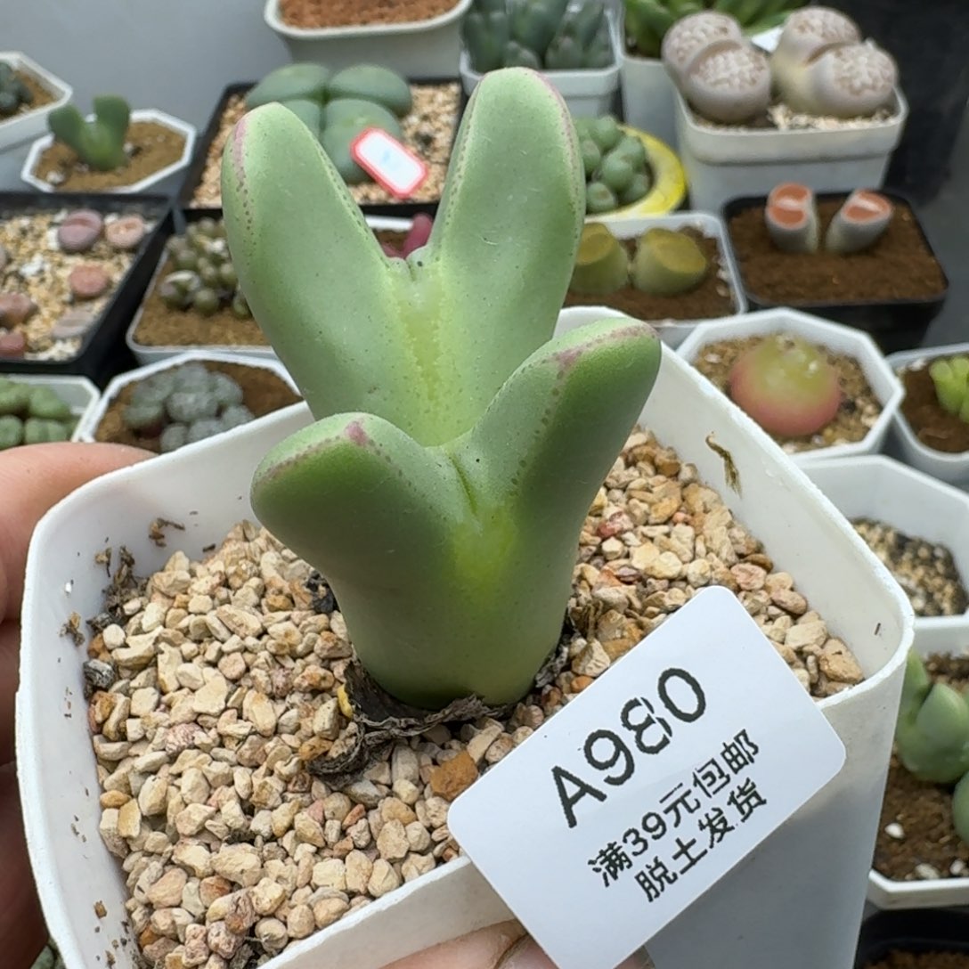 980多肉哈哈哈哈哈哈