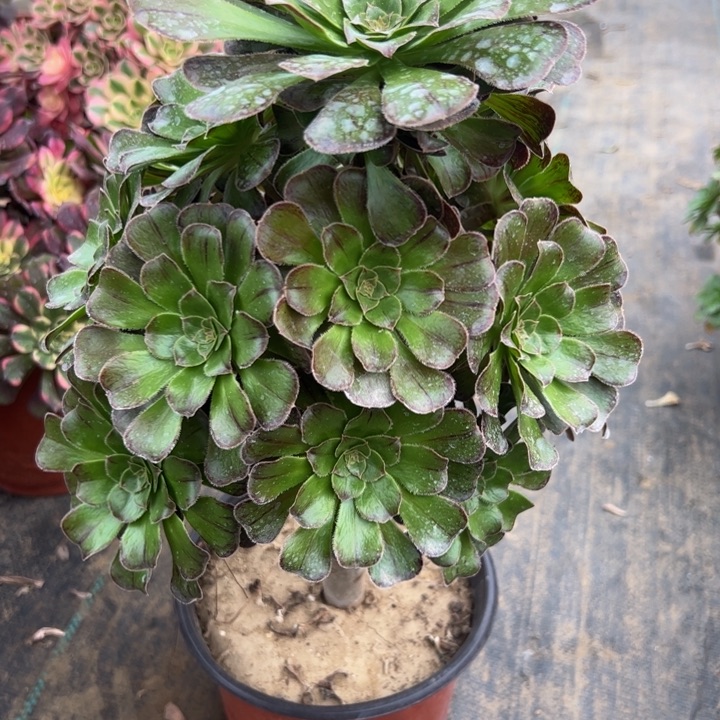 拉丝锦249多肉法师一物一拍