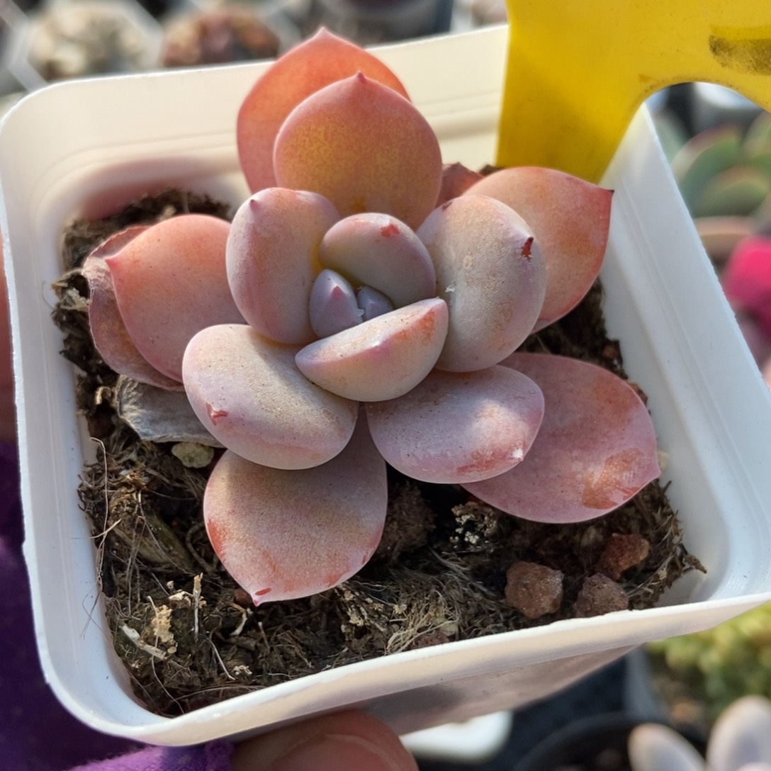 1853奶茶多肉葡萄