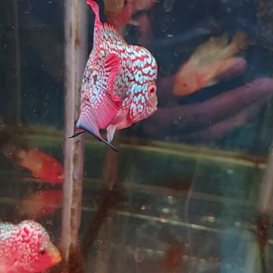 罗汉鱼1111111111111