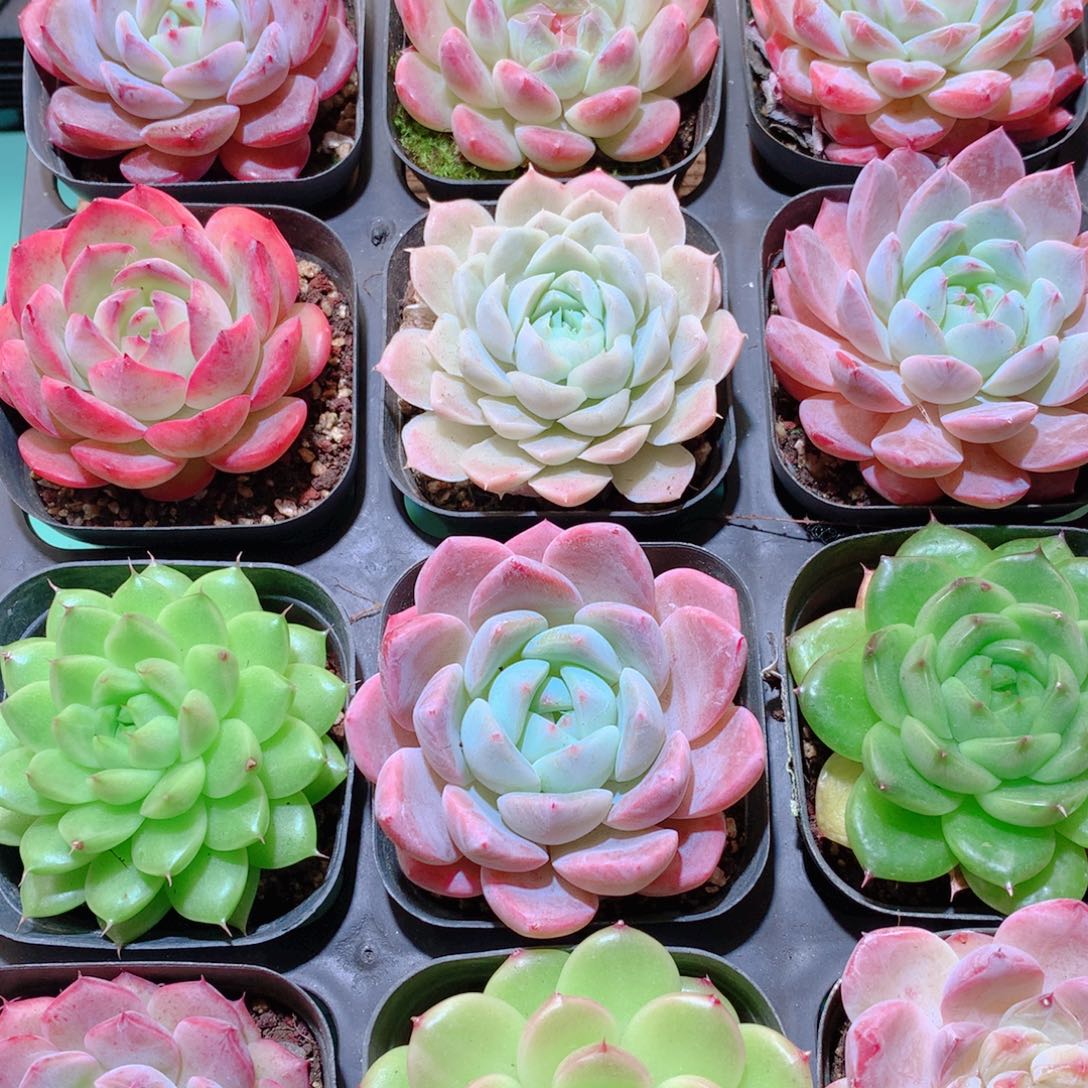 11-量拍品质保证多肉带盆16颗全单头