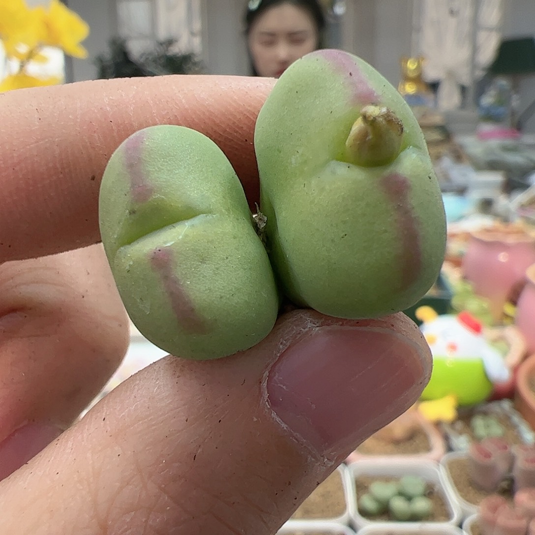 【闪购商品】258 双头