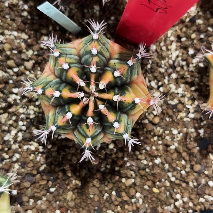 829-0524泰国发货