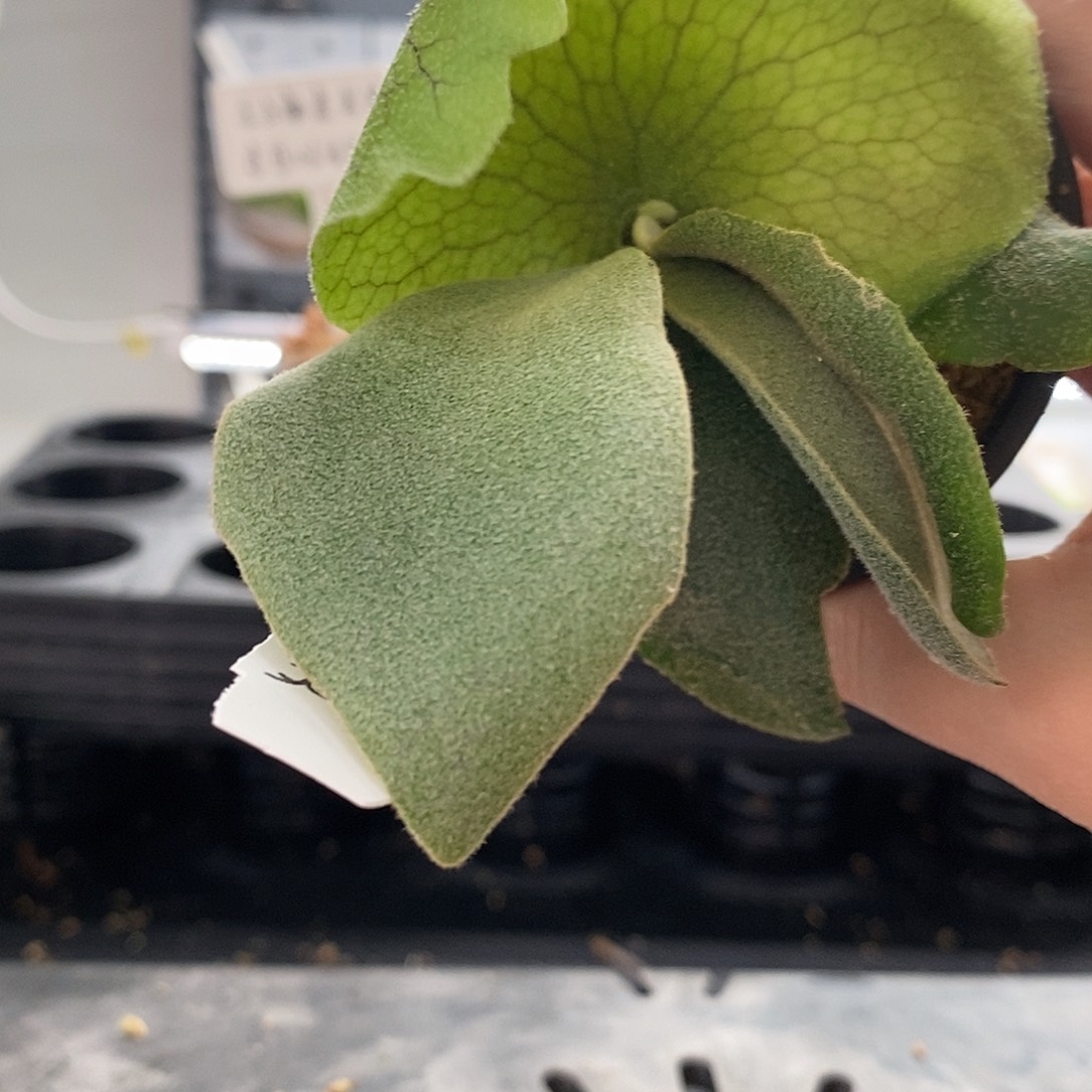 无花朵白爪哇鹿角蕨