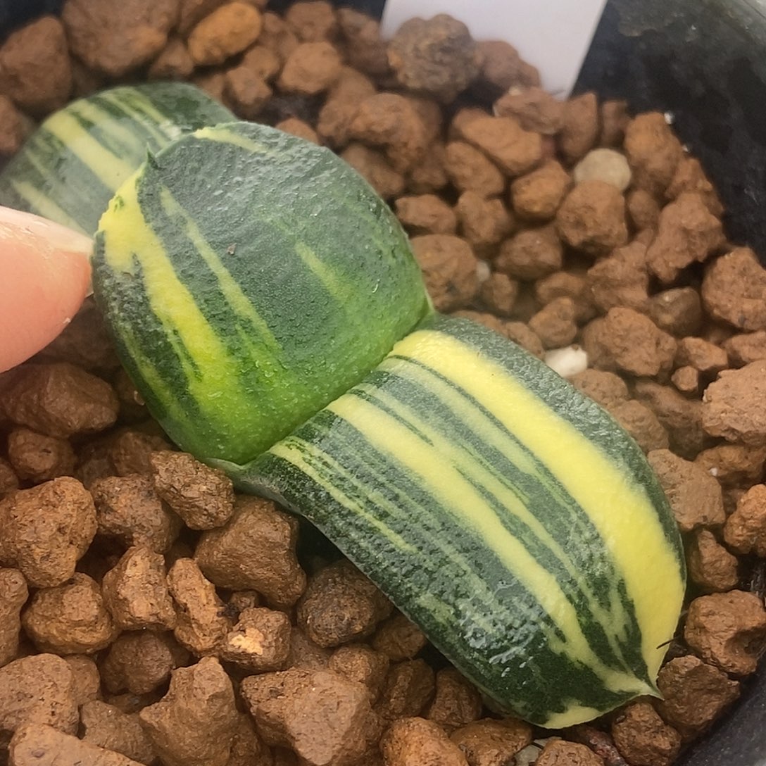 862卧牛实生锦带盆发货