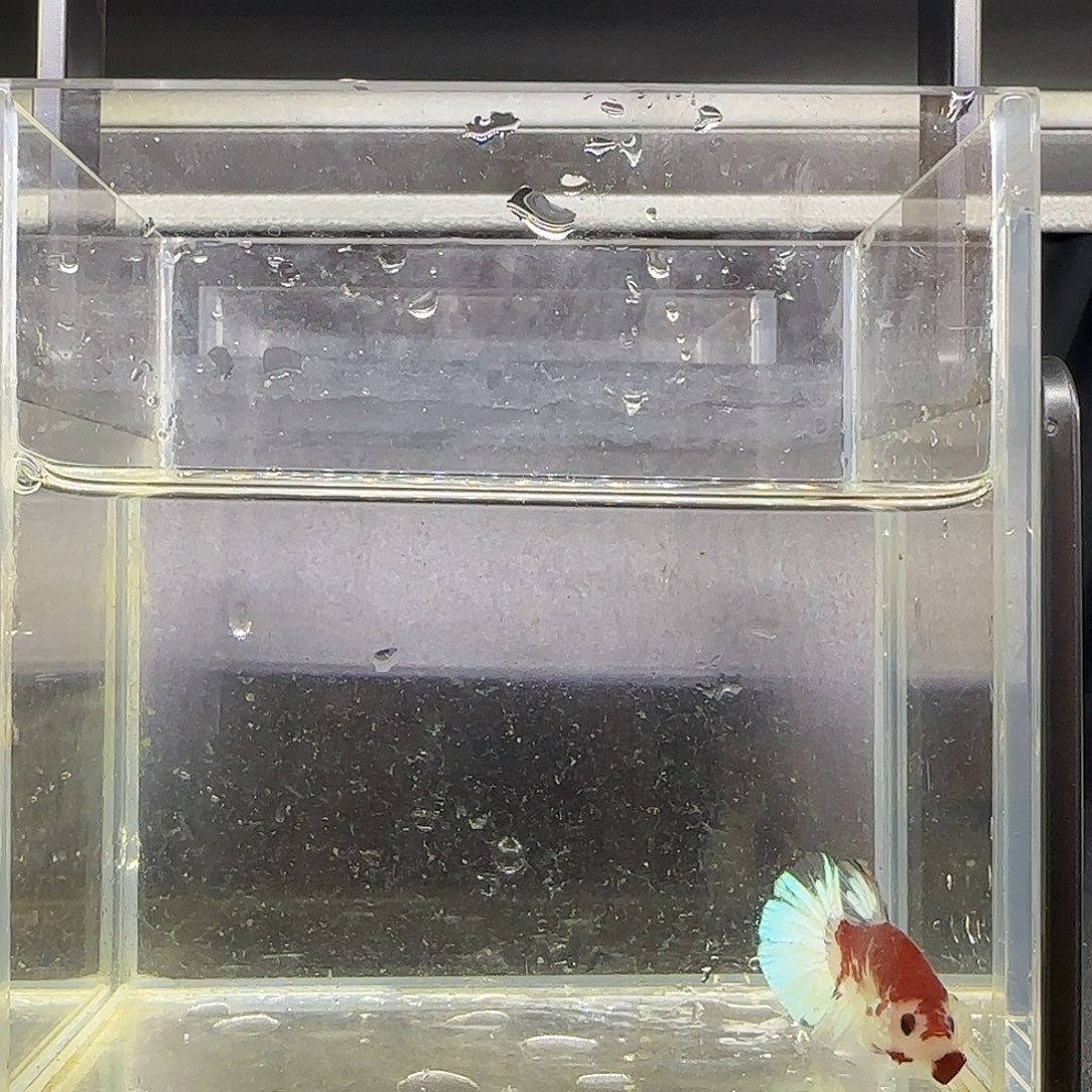 竞拍十二月十四号