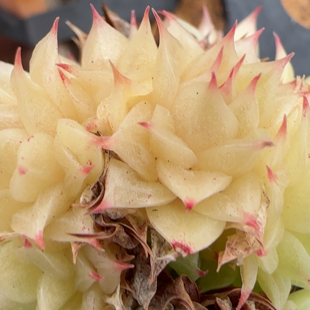 花语逸镜0208-127