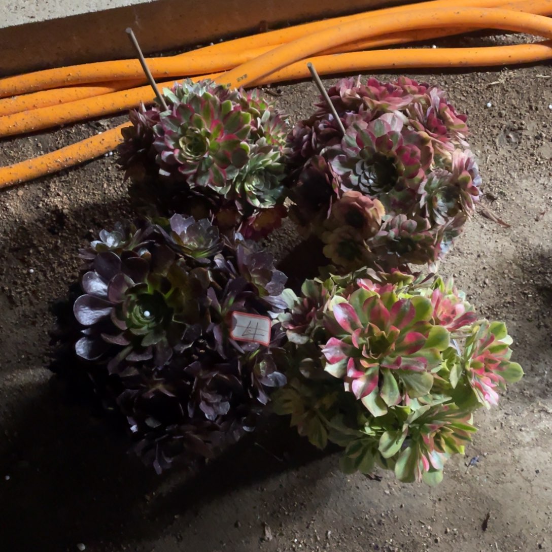 法师多肉植物等多