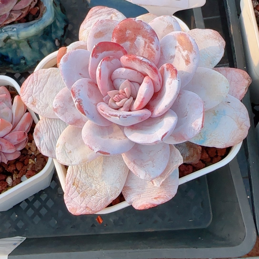 多肉植物1185………@km