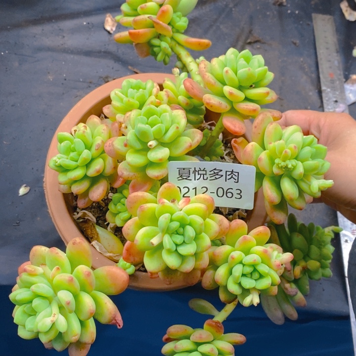 夏悦多肉0212-63香格里拉