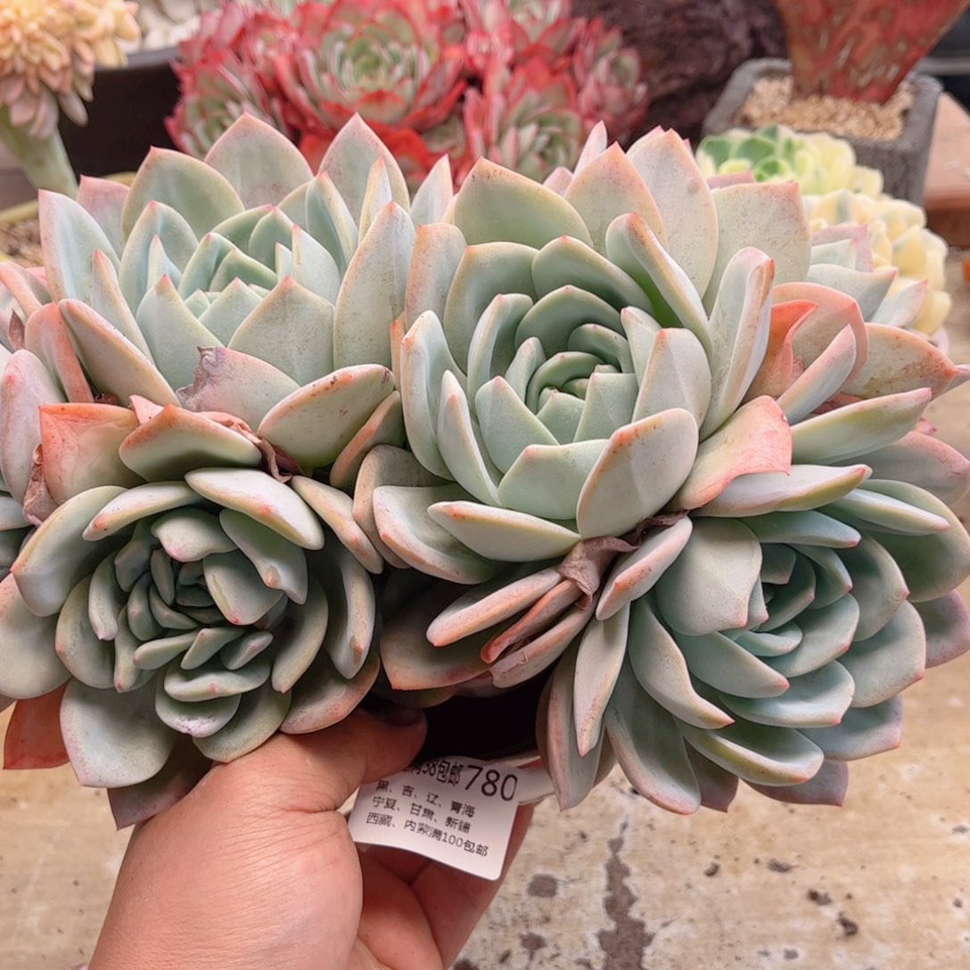 雪*花780凤橙德华多肉