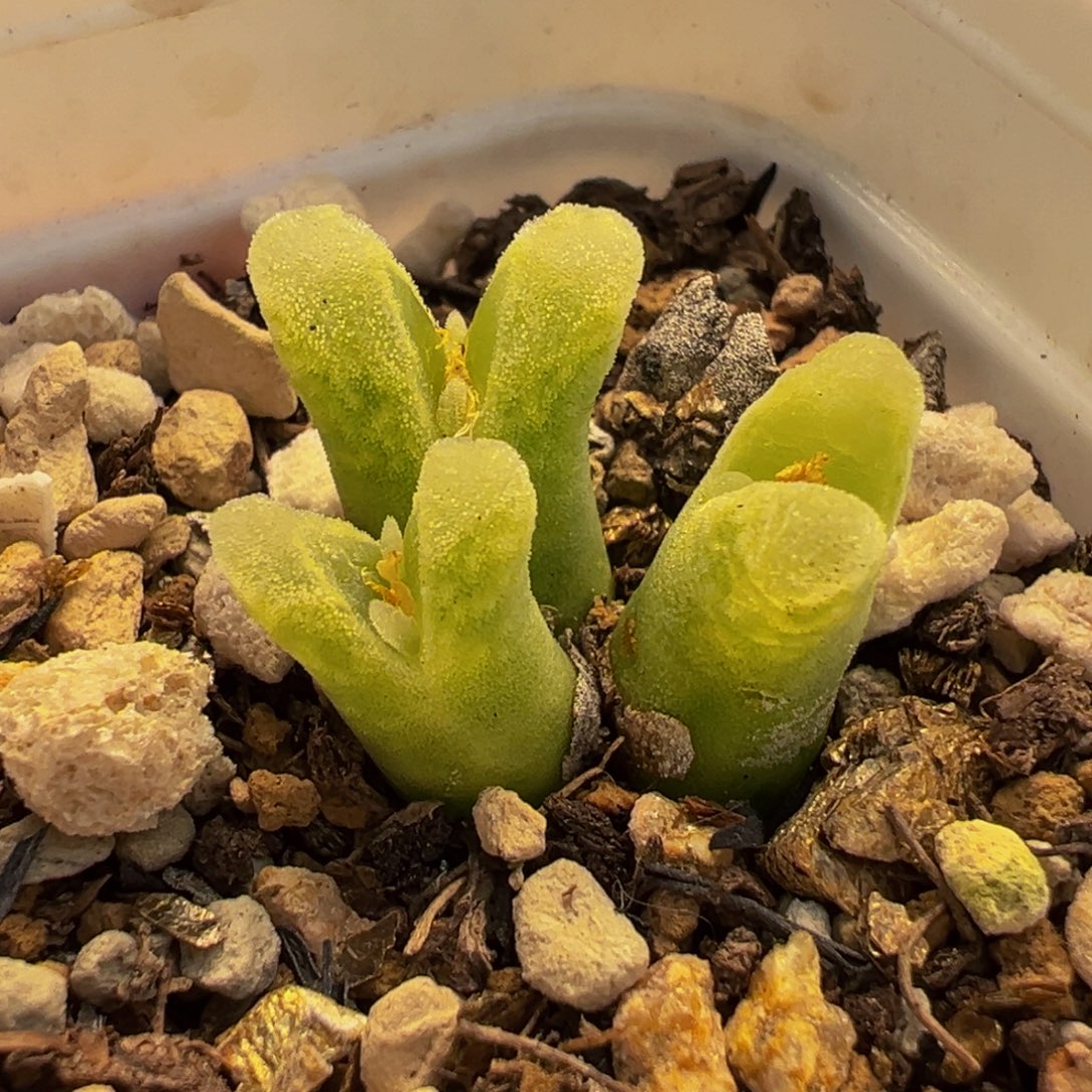652多肉植物种类多样