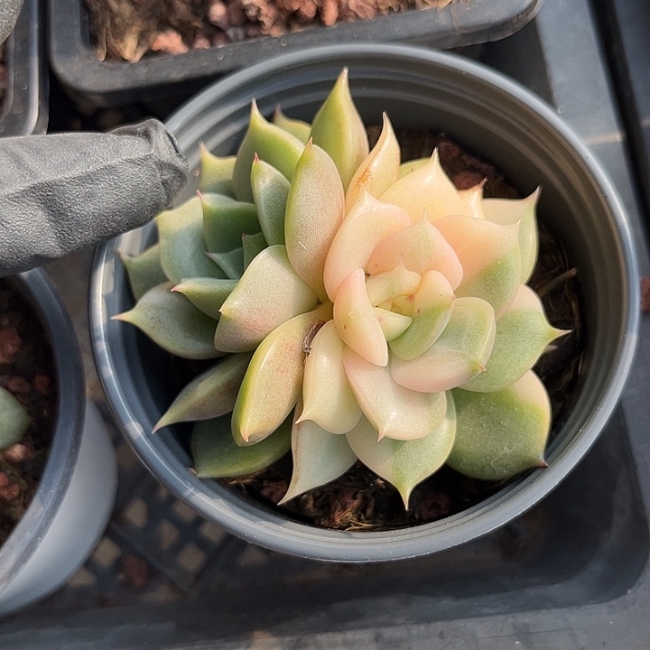 贝加尔湖锦腹轮多肉