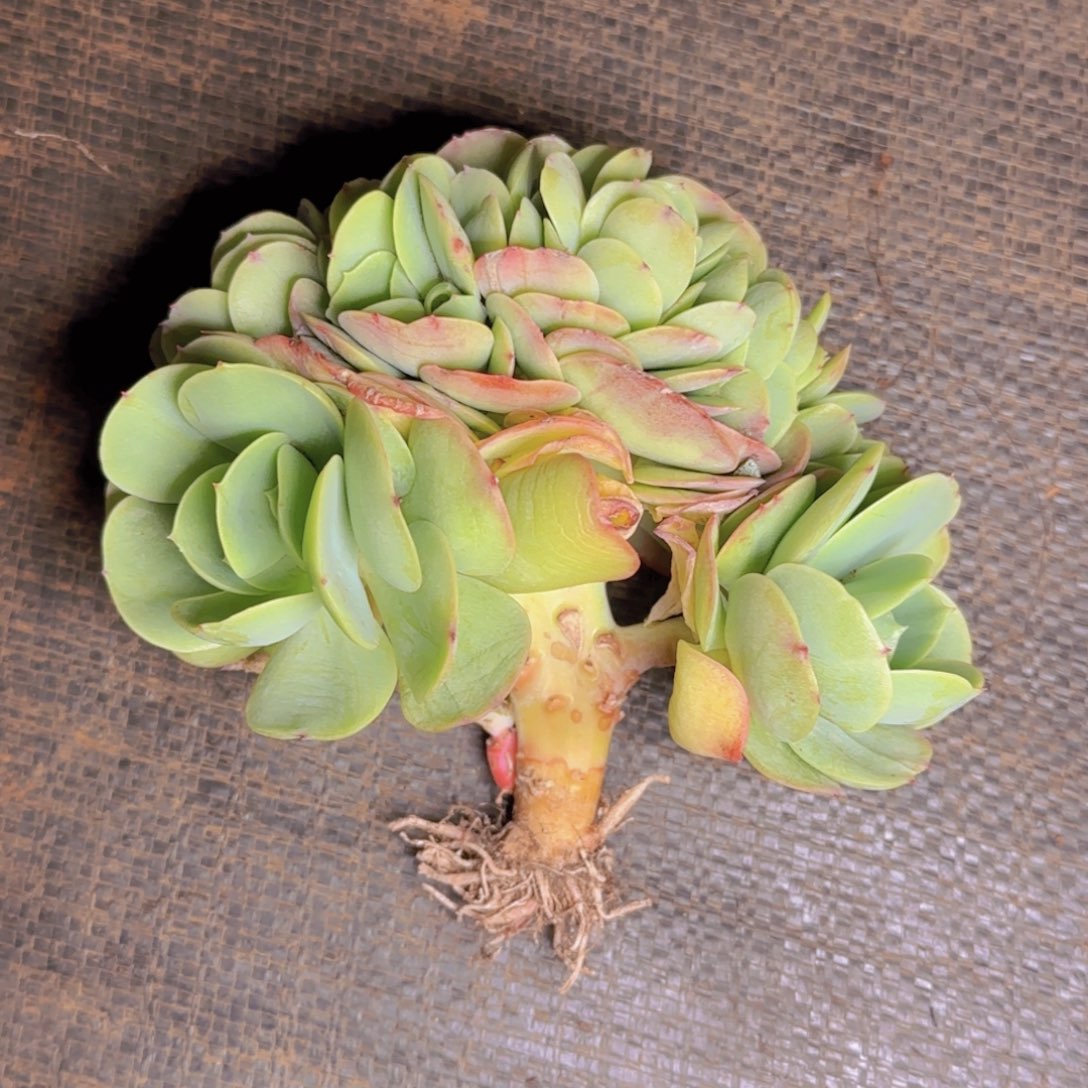 炜碧桃1111111111111111