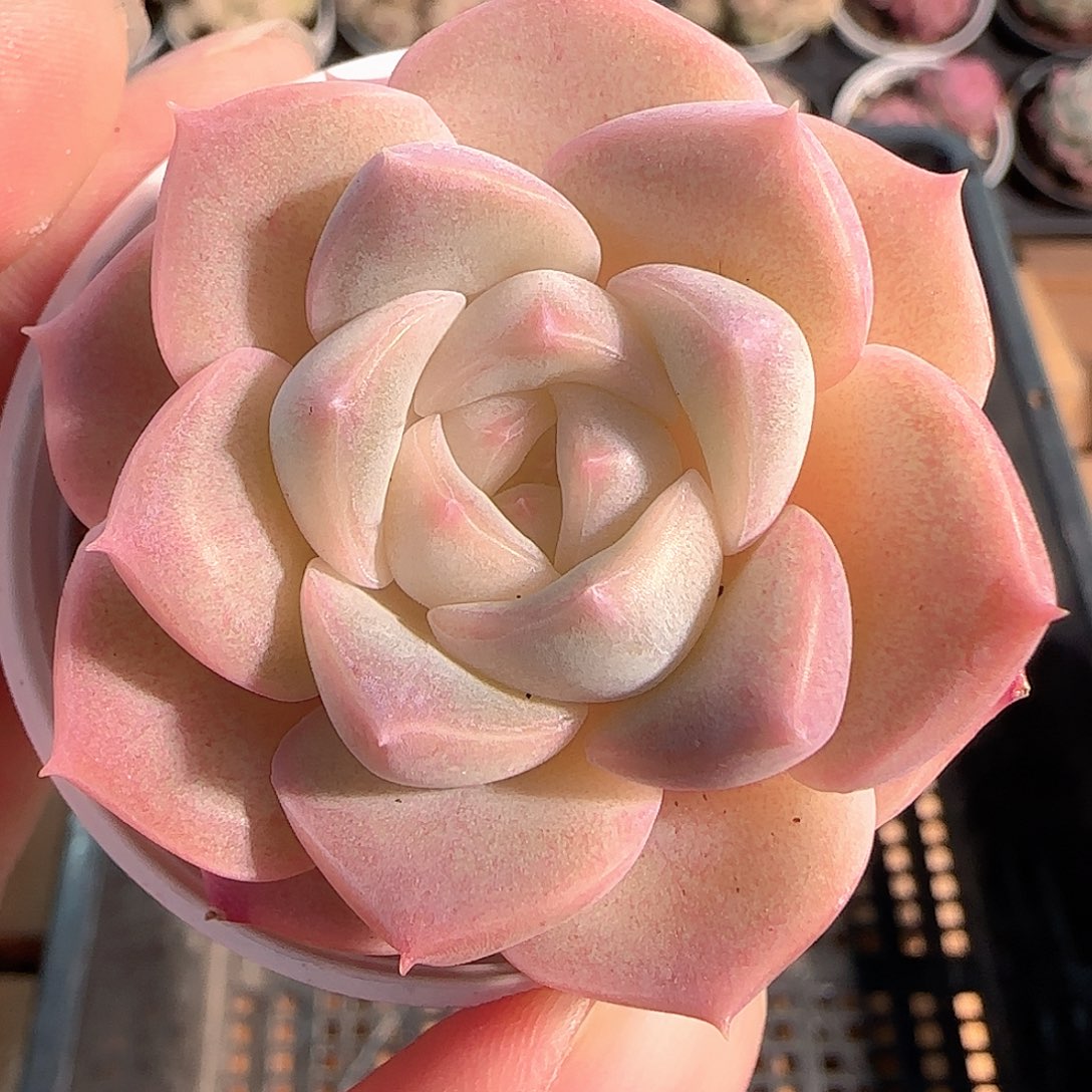 多肉1211-143福利