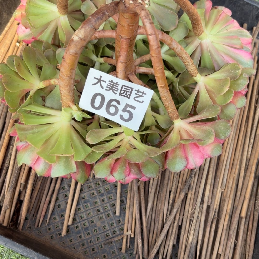 辰***辰荔枝有伤疤不包损065肉肉肉老桩