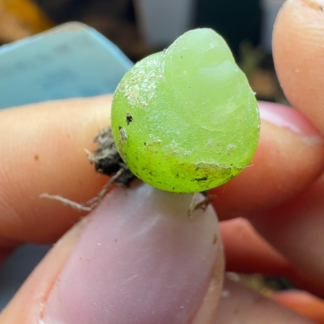 797拉拉尺寸1.1左右三年