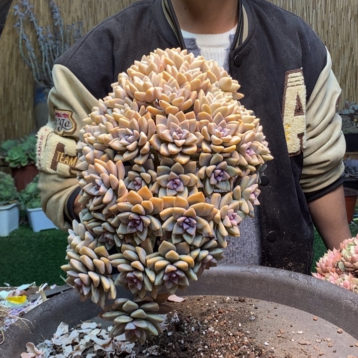 豹***豹450 号淡雪多肉植物
