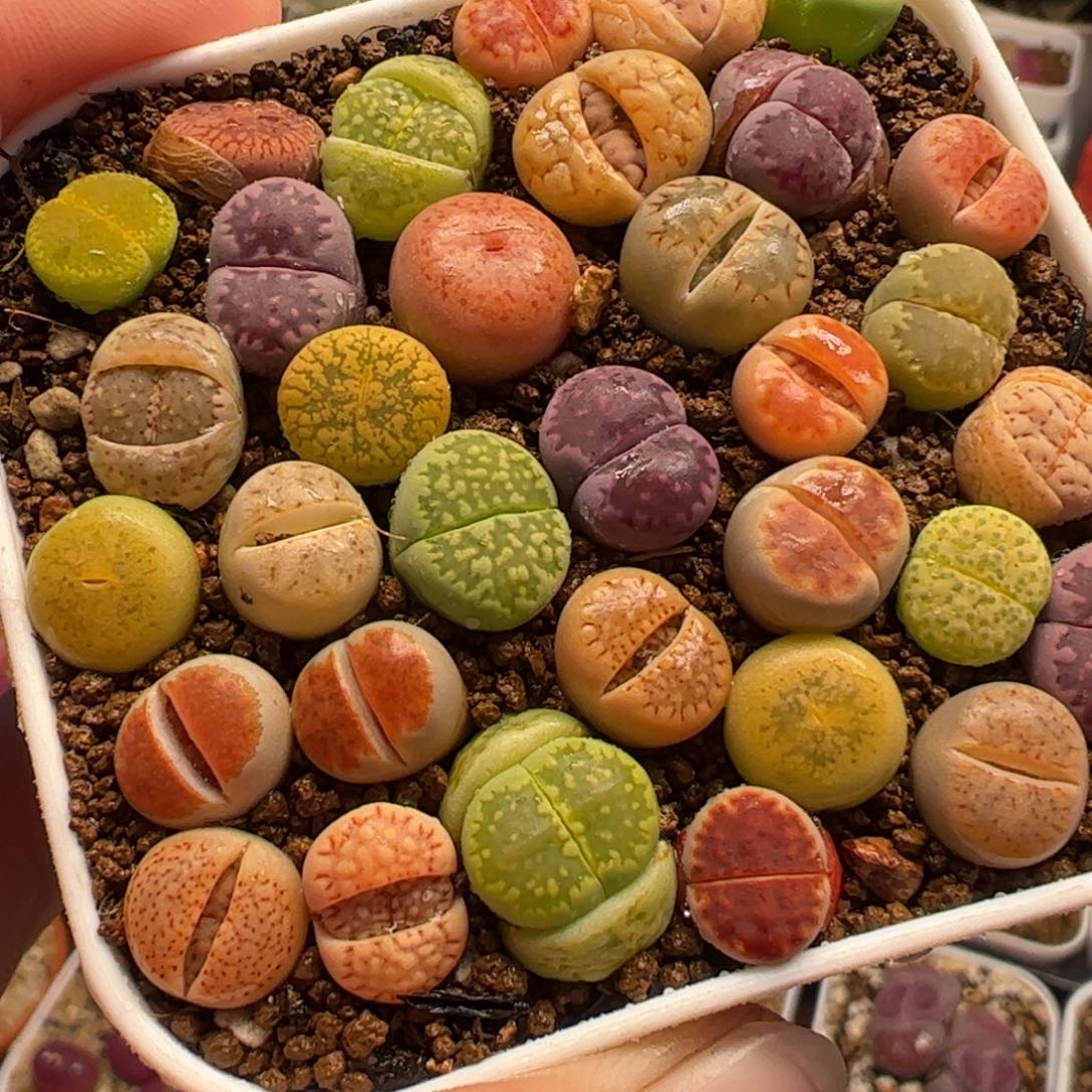 011多肉植物百科