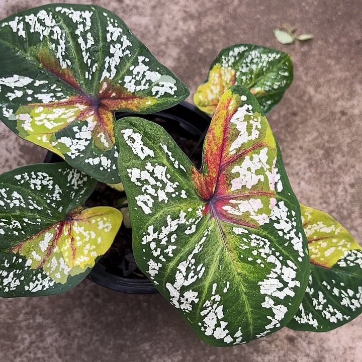 11-1223野蜂飞舞广东现货