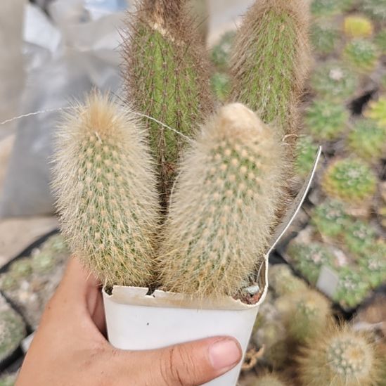 实生仙人球，毛绒柱子，