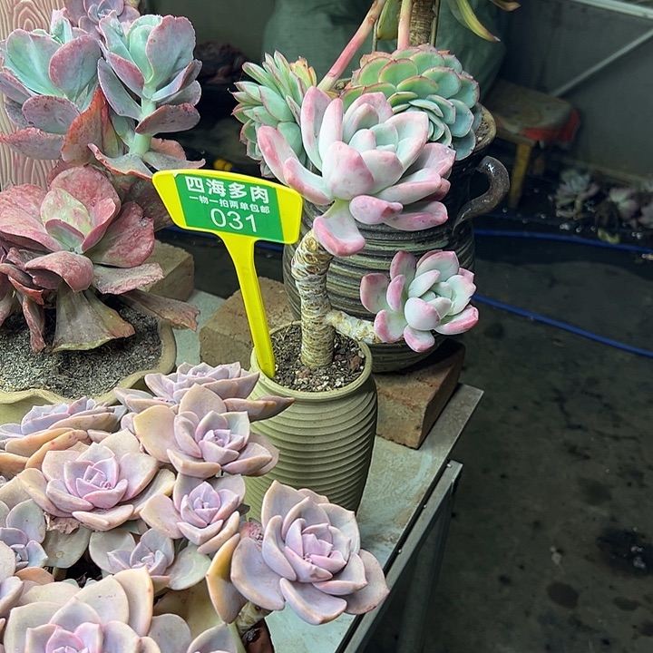 ❦***❧奥普多肉植物精华031