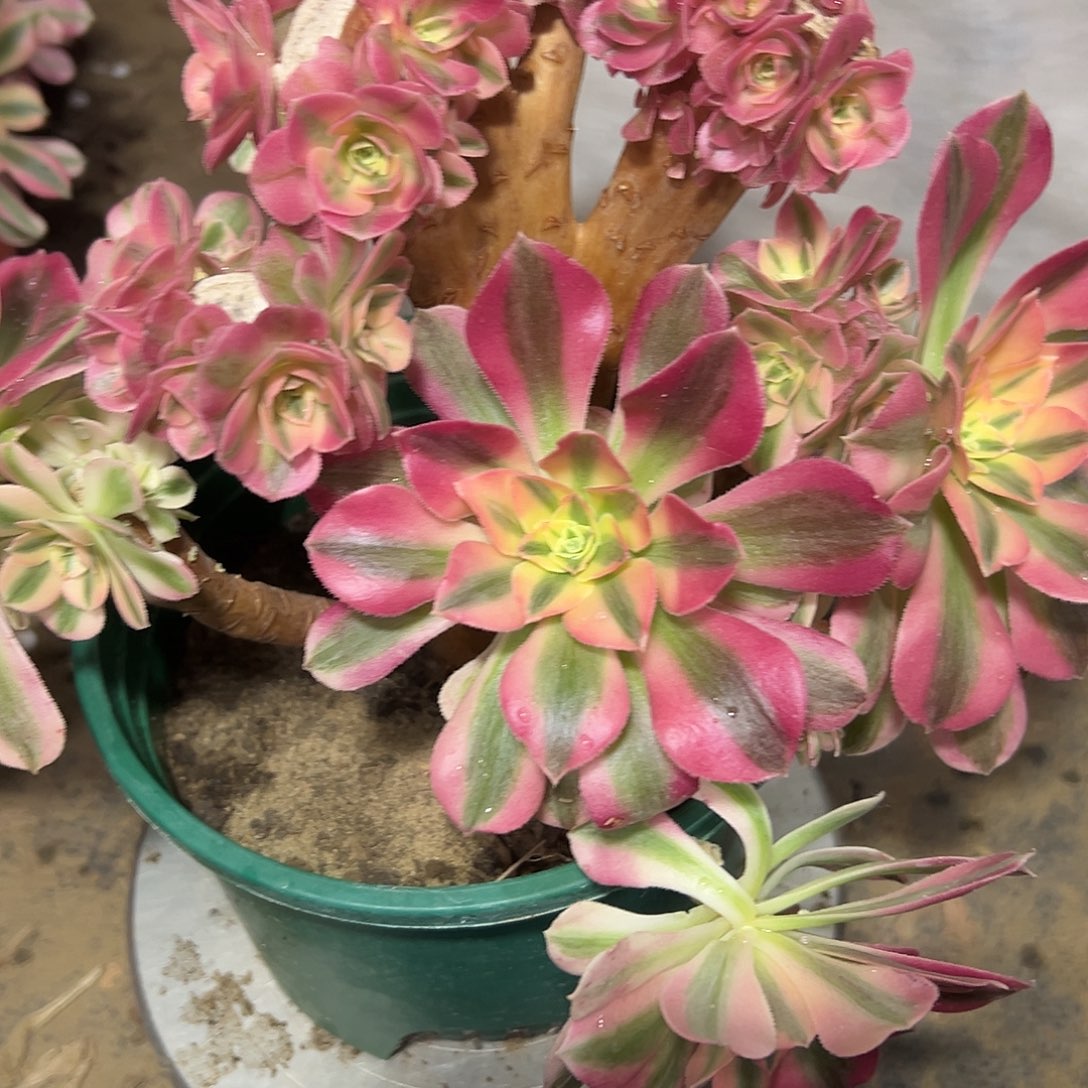 多肉320植物粉女巫缀母本