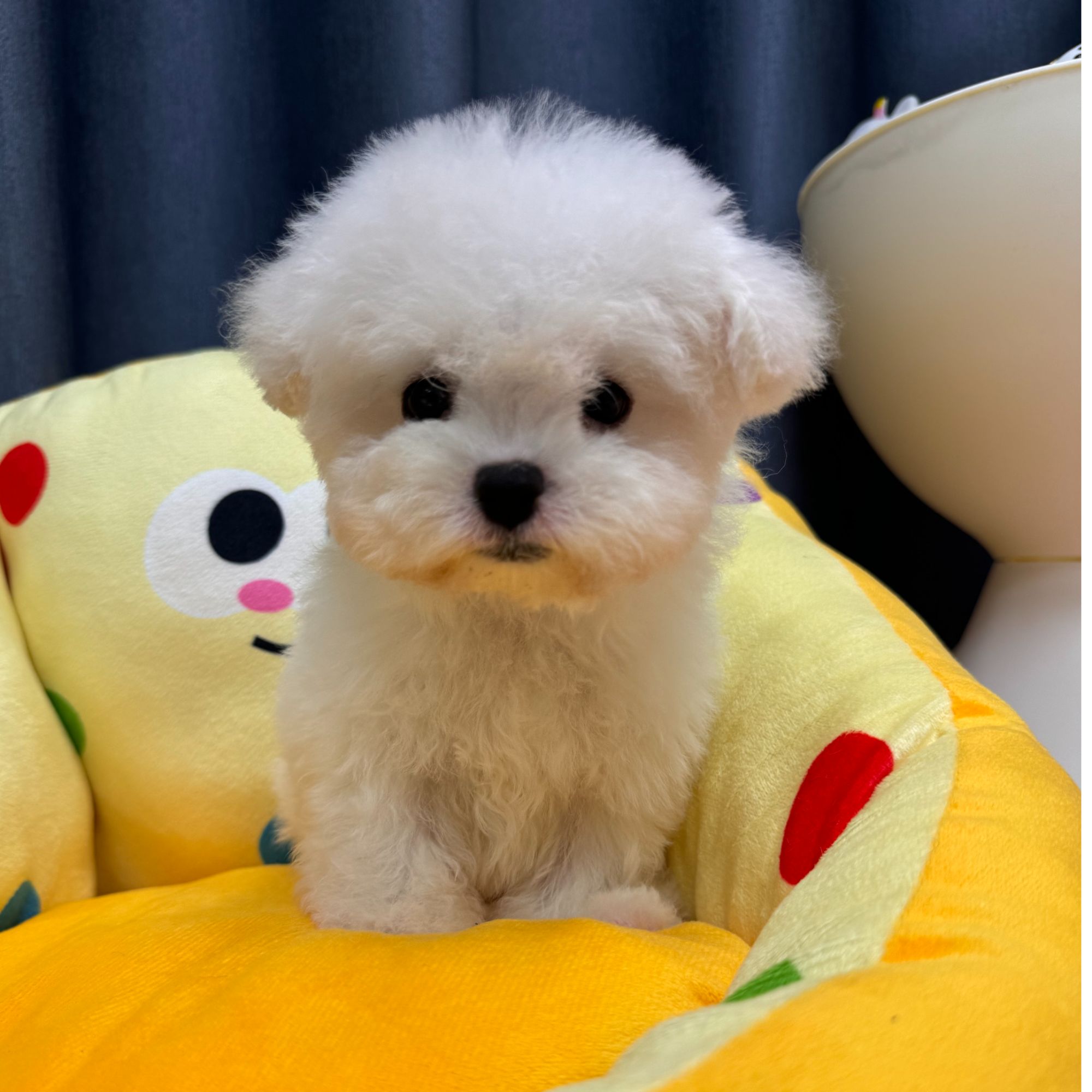 软fufu的狗狗幼崽链接
