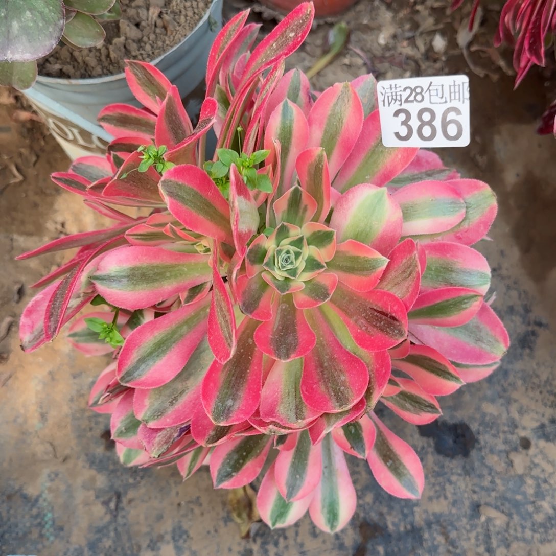 粉女巫多肉386满28包邮断枝不包