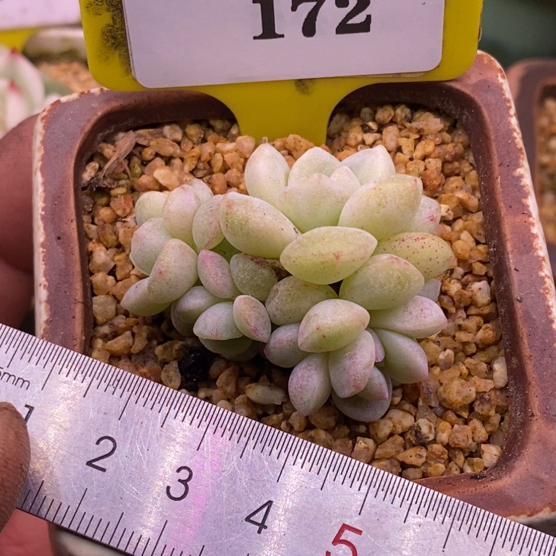 3172冰玉石化小脸4头群